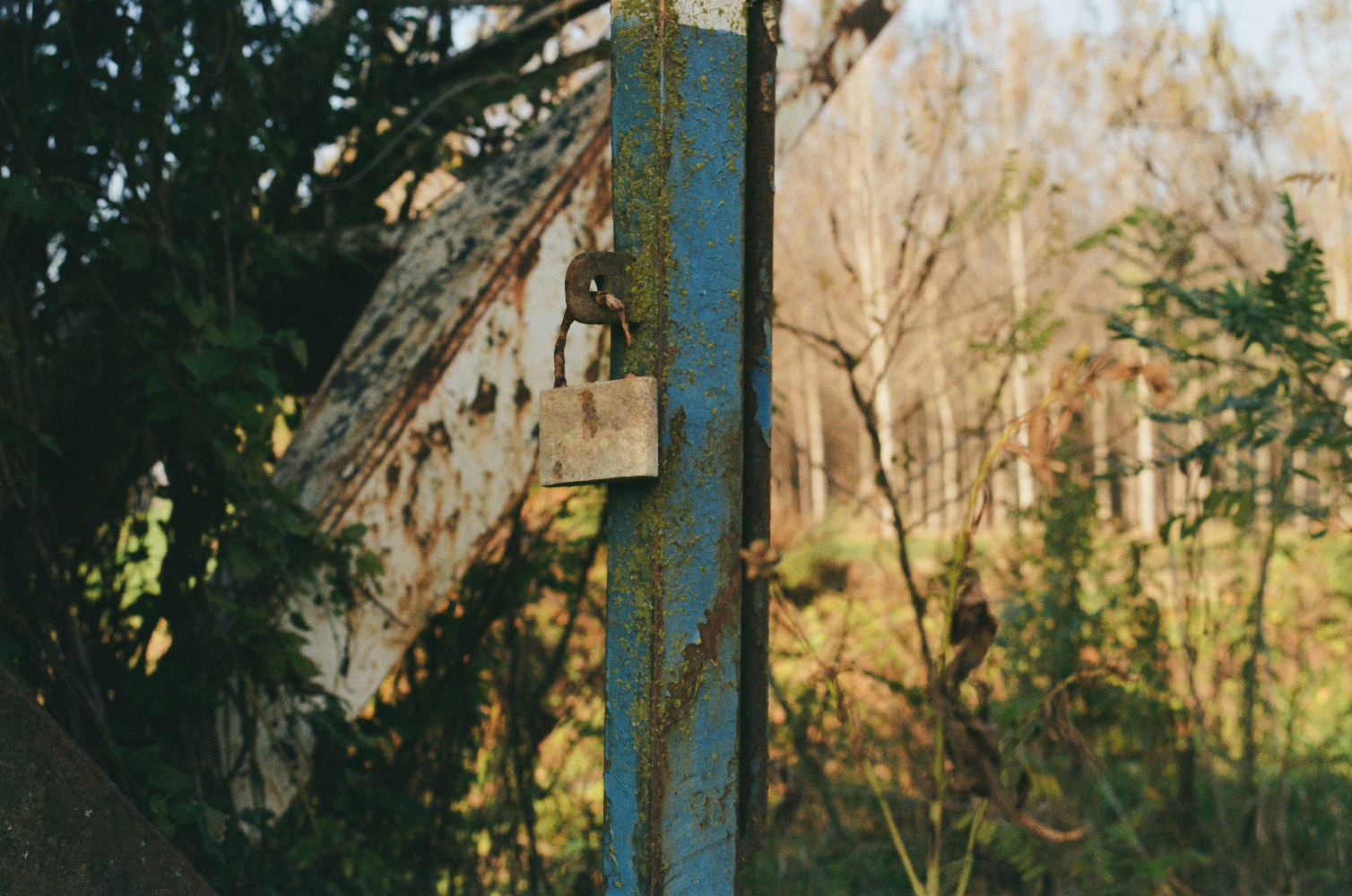 Crane photo-4